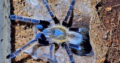 Opanują konińską książnicę!